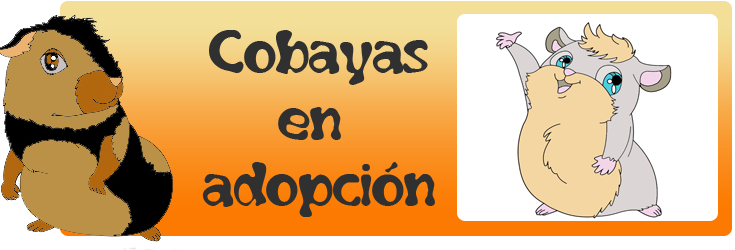 http://almaexoticos.blogspot.com.es/2015/01/gandalf-el-amor-hecho-cobaya-en-adopcion.html