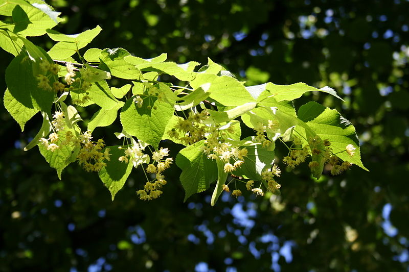 HerbRealm Lime blossom tea