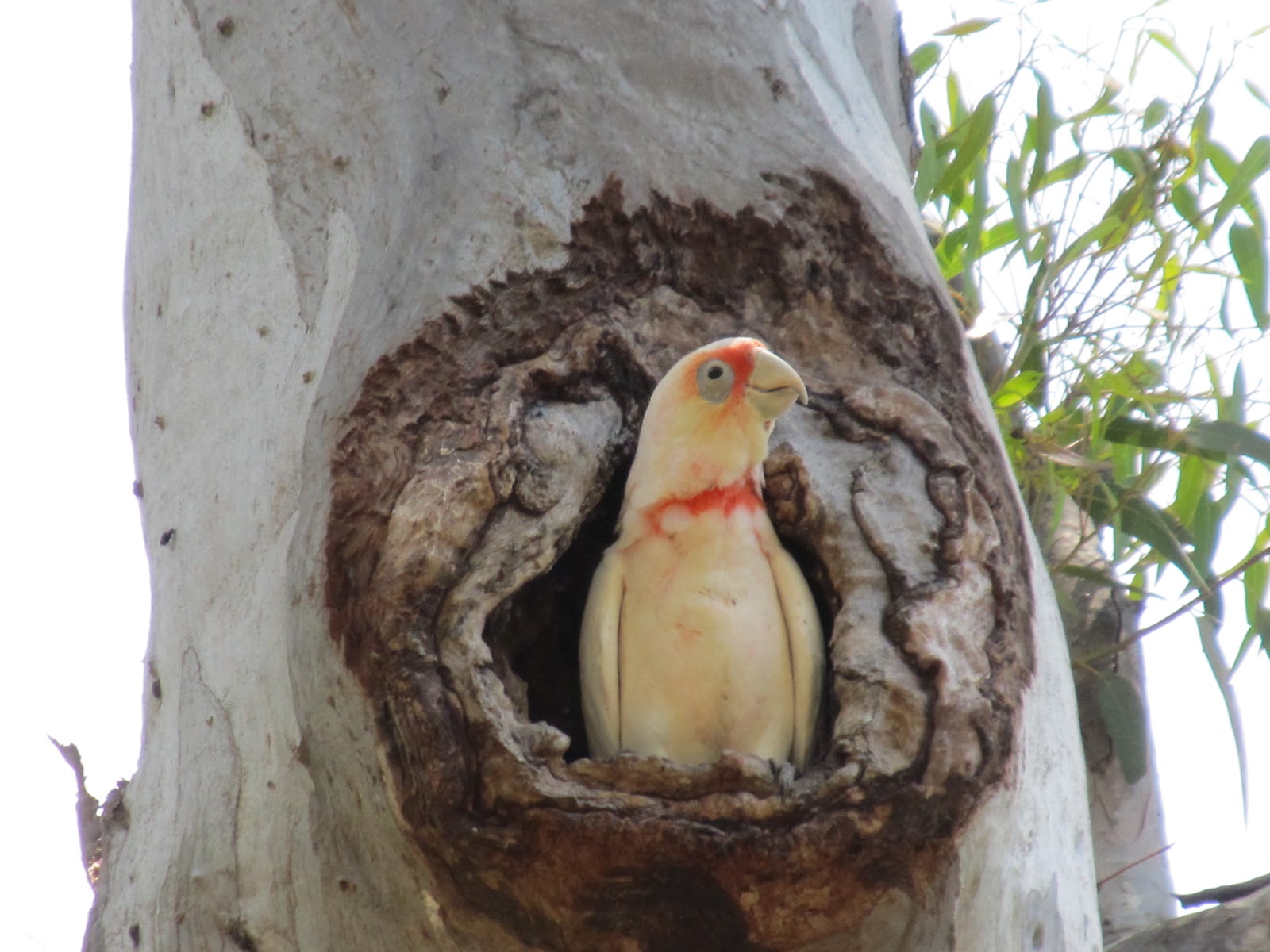 Barwon Blog: Bird Nests