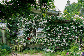 柳瀬川だより 毛呂山町の ガーデンカフェ グリーンローズ