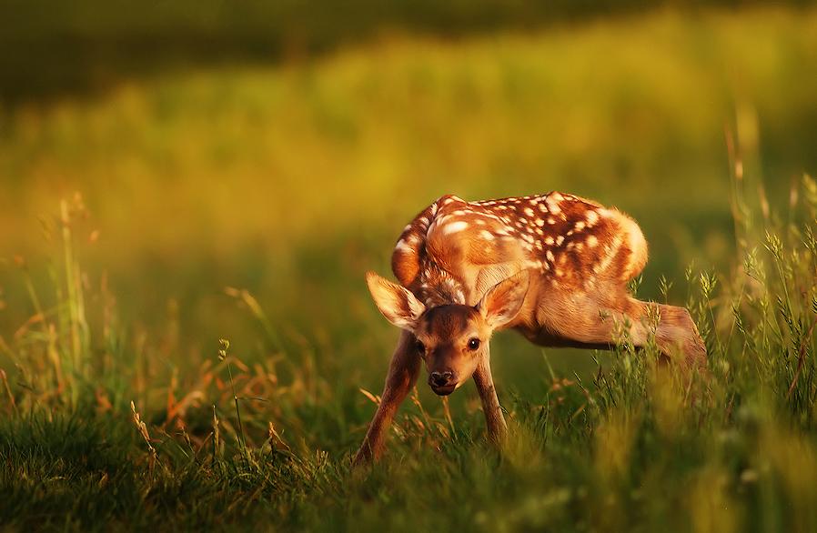 Wallpapers For You: 25 Most Beautiful Animals | birds | animals
