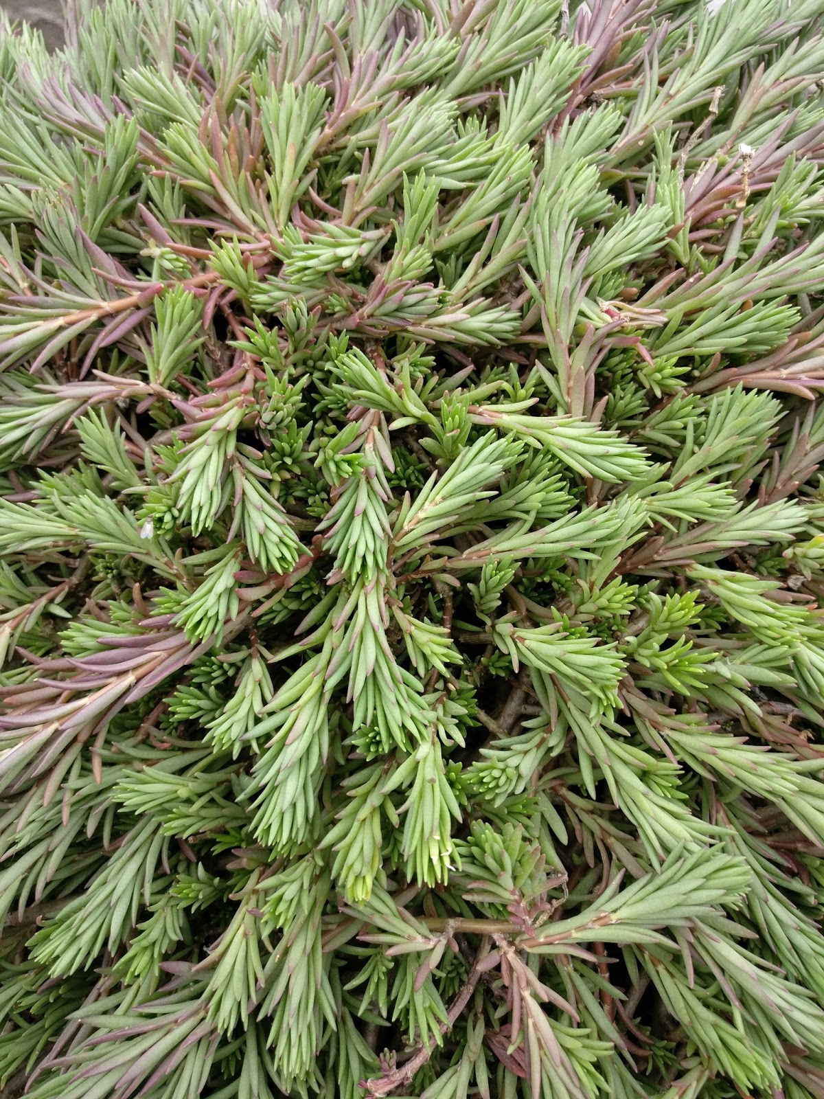Common Flowers Found in Nepal