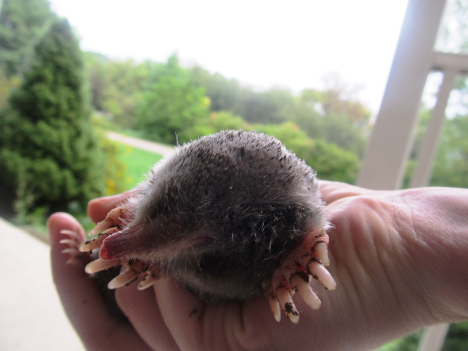 A Whole New World My dog caught a mole