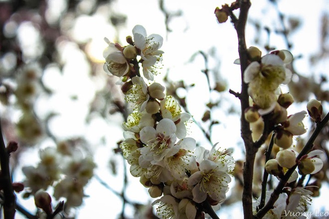 [Image: Mua-hoa-man-bung-no-o-Nhat-Ban-9.jpg]