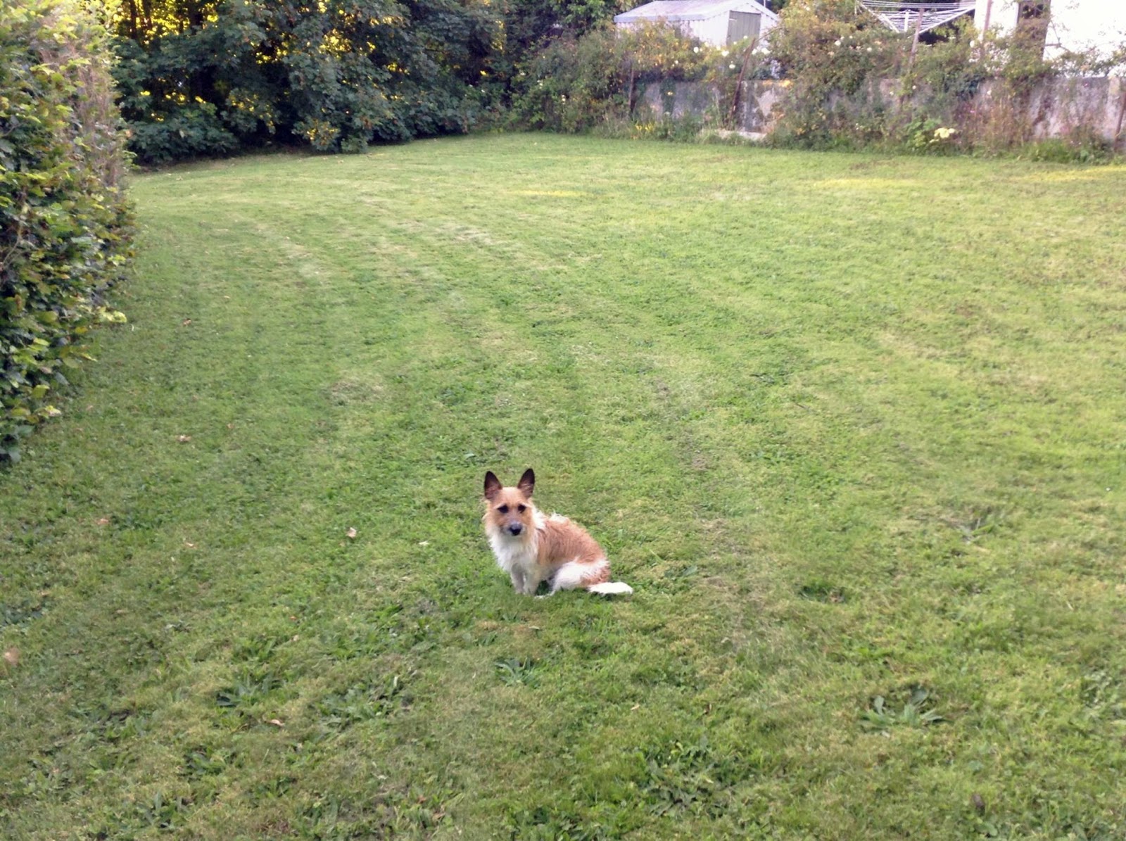 pfgpowell That itch to write (Part 2) Again about dogs, but also