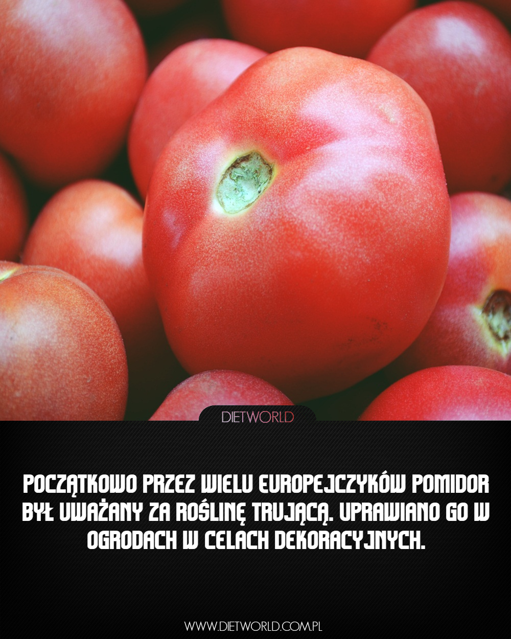 dietworld: POCZĄTKOWO PRZEZ WIELU EUROPEJCZYKÓW POMIDOR BYŁ