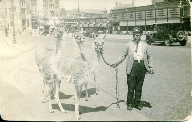 Des lamas traverse la ville avec leur soigneur 