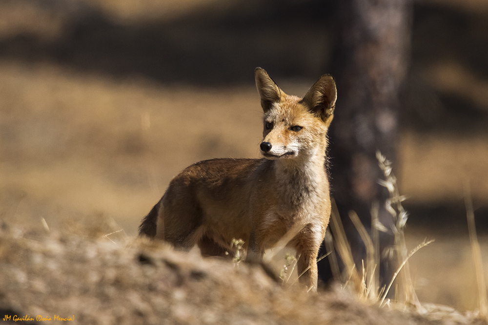 Fotograf a De Naturaleza JM Gavil n Zorro Rojo O Zorro Com n Vulpes fotograf-a-de-naturaleza-jm-gavil-n-zorro-rojo-o-zorro-com-n-vulpes