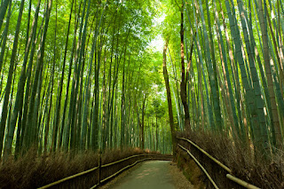 as sete verdades do bambu