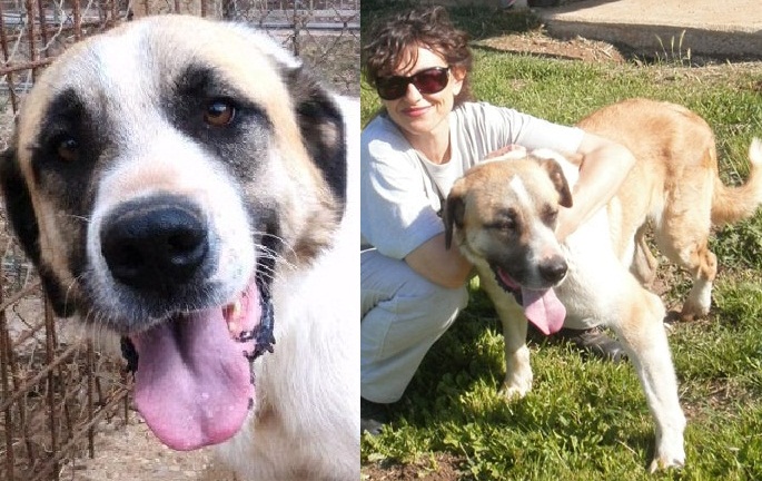 Immagini Cane San Bernardo - San Bernardo Cani in vendita e in regalo Kijiji Annunci di eBay