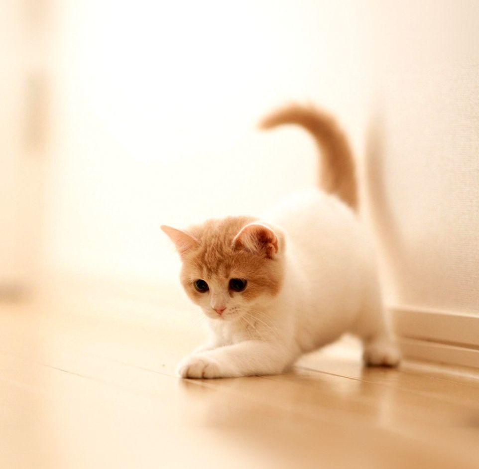 Cute Cat Kitten Animal Wallpaper