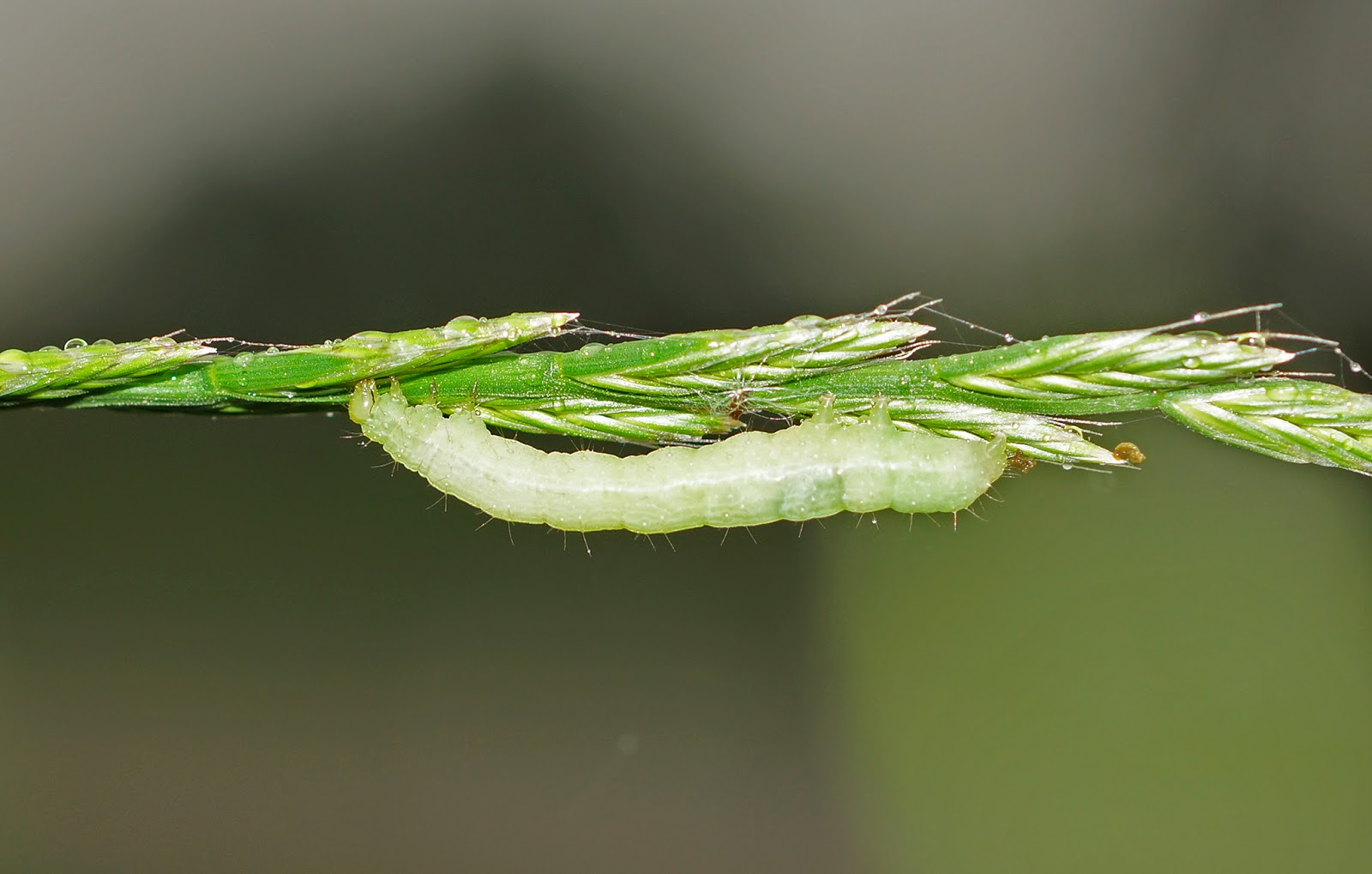Natural Current Events Caterpillars on the grass, part two