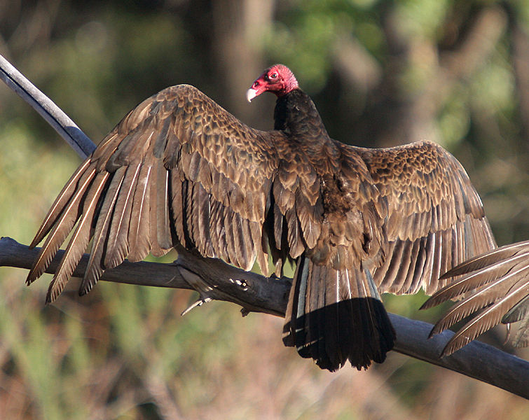 The Jungle Store The Turkey Vulture