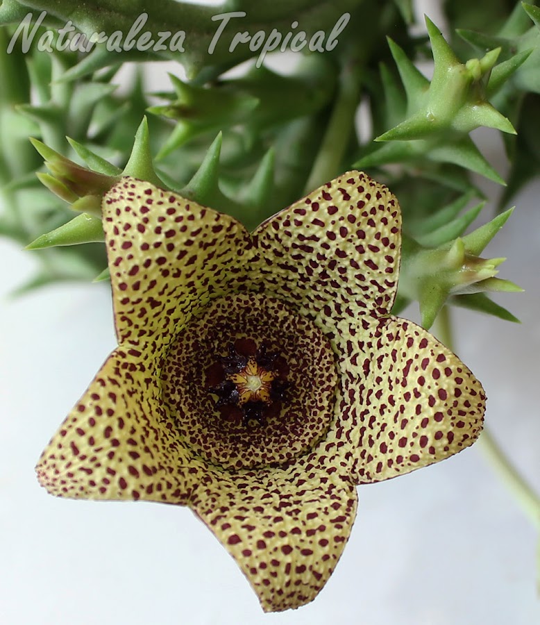 Vista de la flor típica y los tallos de la planta suculenta Orbea verrucosa