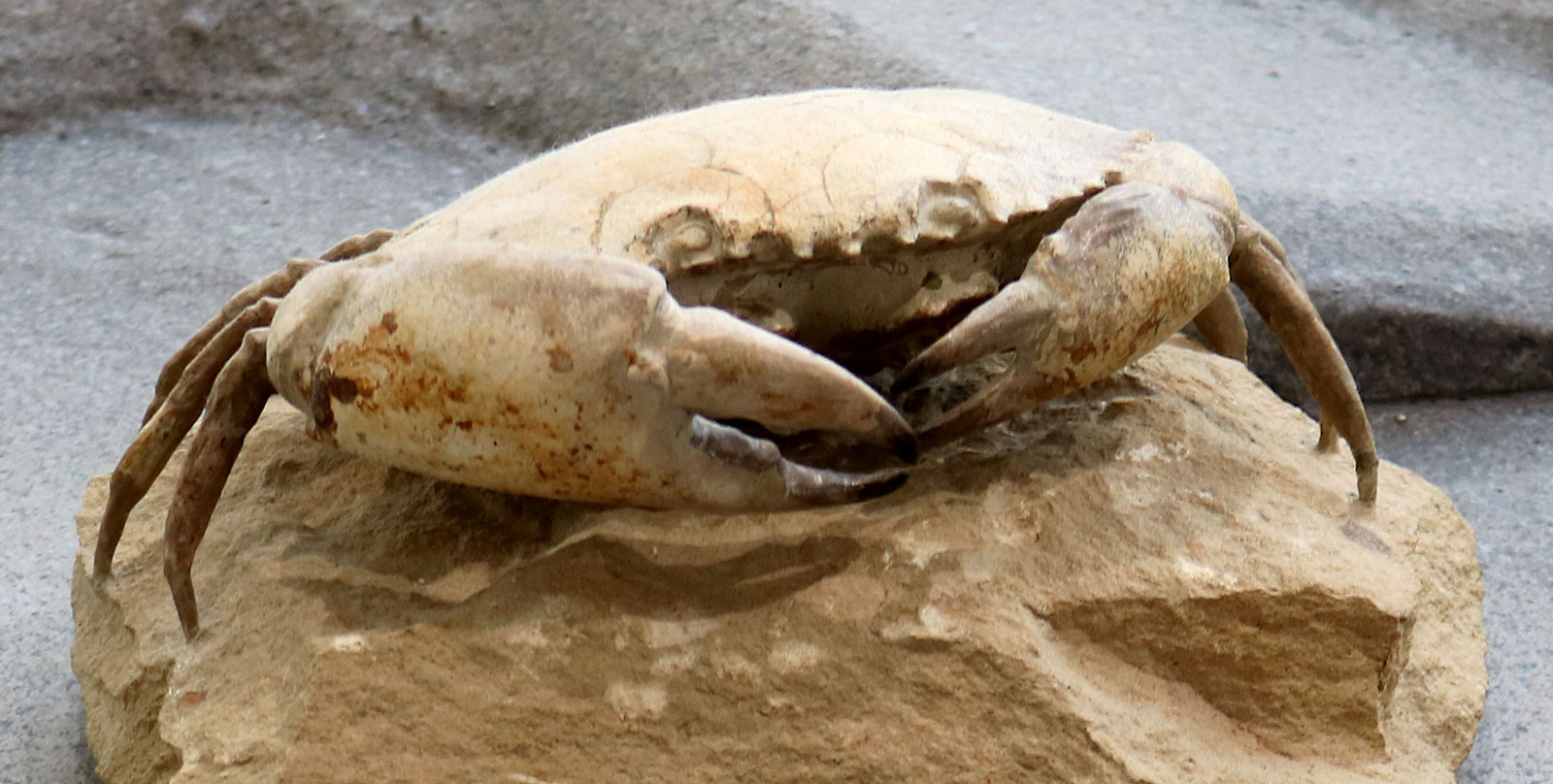 Louisville Fossils and Beyond Harpactoxanthopsis quadrilobata Crab Fossil