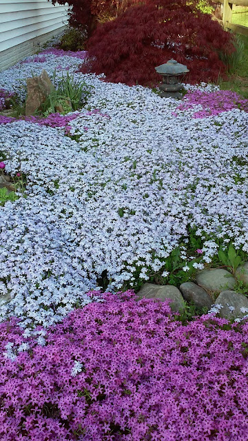 Conservation and Gardening: How to Build a Japanese Garden