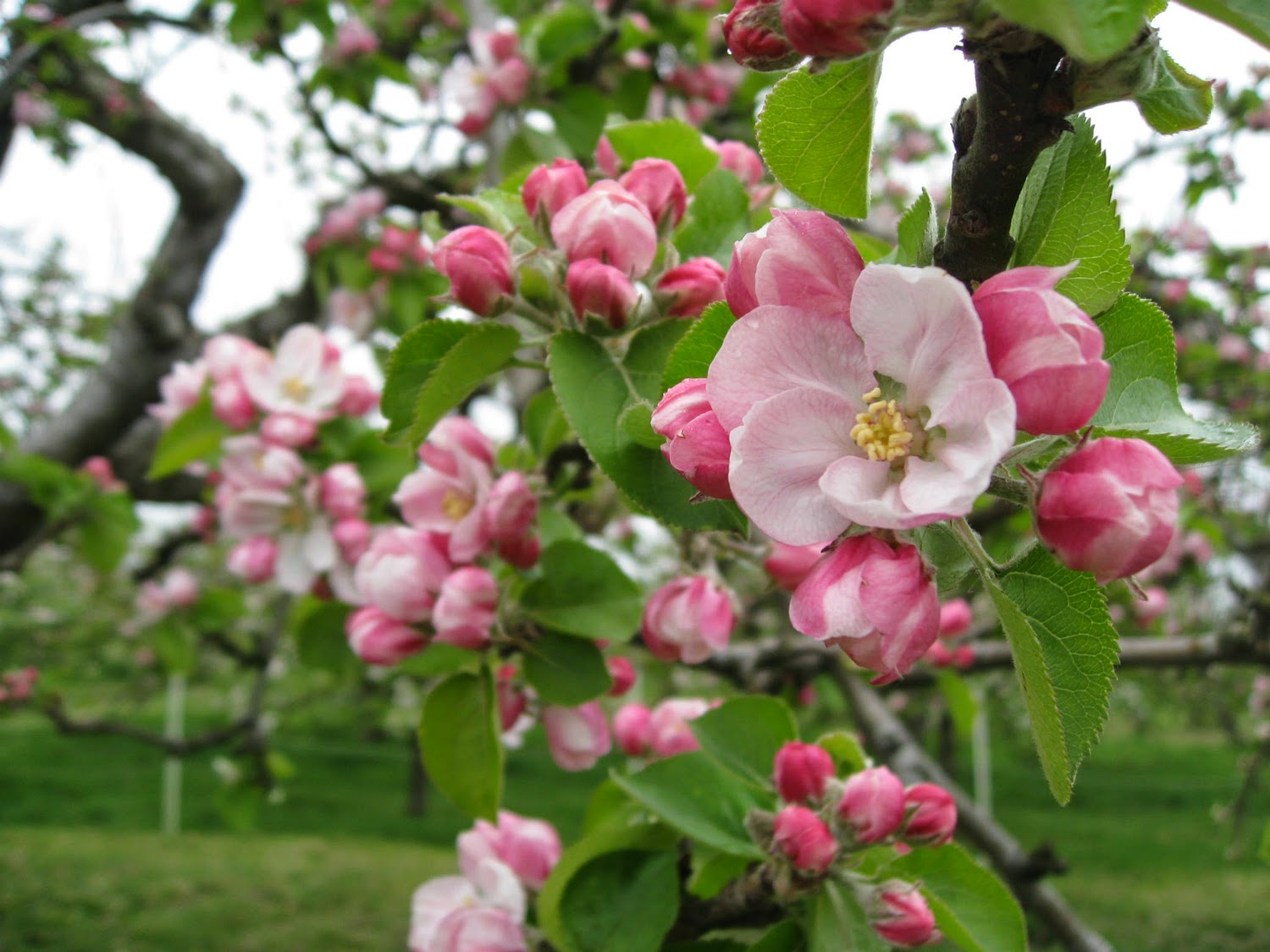 Apple Orchard Tea Room Near Guisborough Apple Orchard Tea Room Near Guisborough