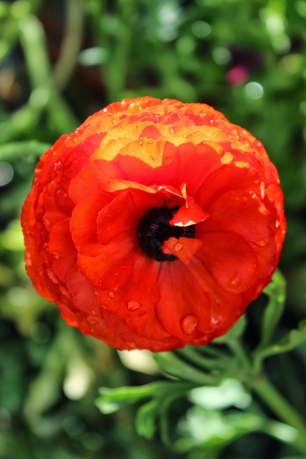 Florez Nursery: Burnt Orange Safari