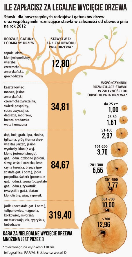 opinie grodkowskie: Wycięli drzewa, teraz mają poważne kłopoty. Nie