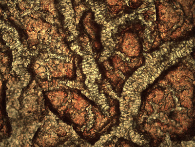  Pear skin under polarizing microscope, Infinity X-32 camera. PHOTO: Dr. Robert Rock Belliveau