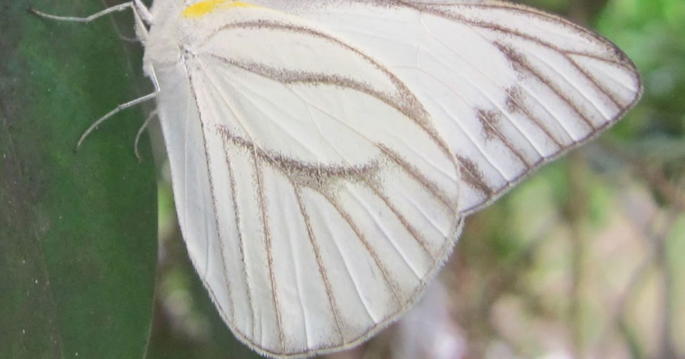 maksud rama rama putih - BrooklynntaroPonce