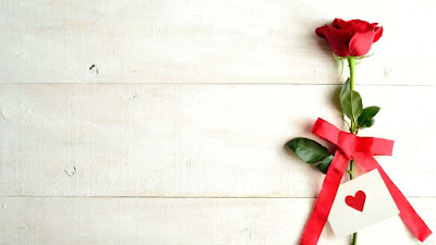 valentine day rose