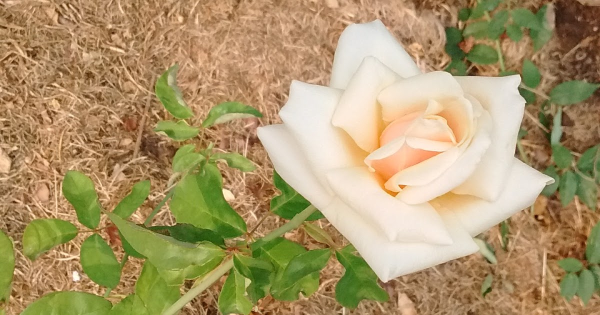 All for Roses Tea roses versus Hybrid Teas