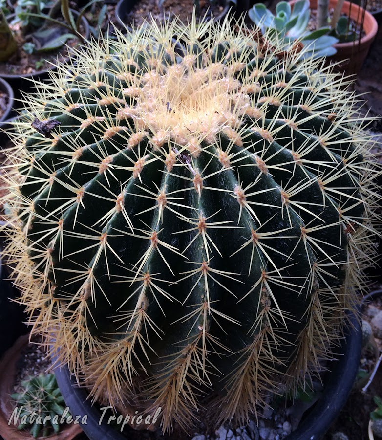 Cactus globoso del género Echinocactus, planta completamente especializada para almacenar agua