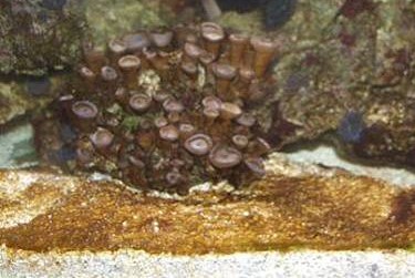 Eifel-Riff: Dinoflagellaten