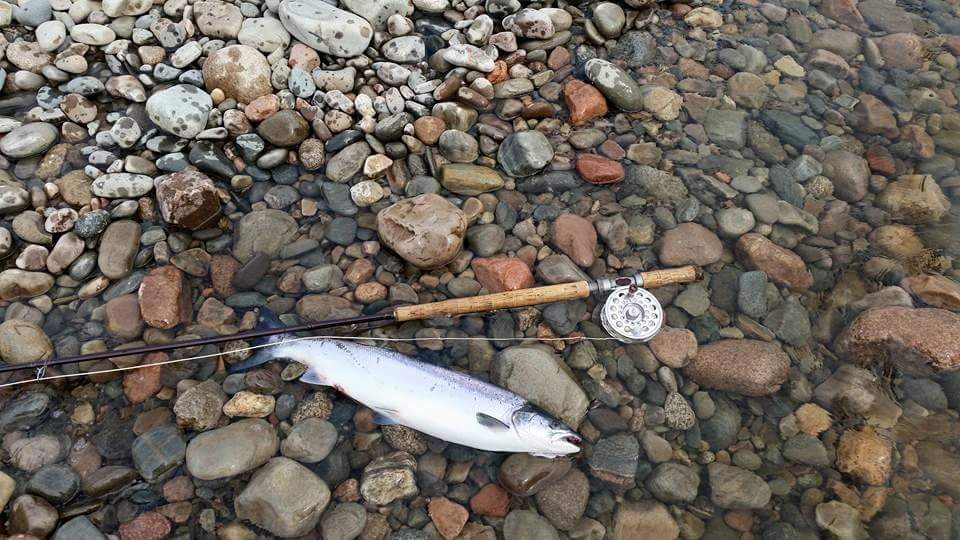 Salmon Fly Fly Fishing For Atlantic Salmon Using Tay Salmon Fly Flies