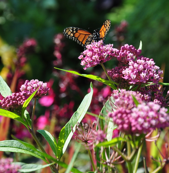 Are Butterfly Bushes Poisonous To Dogs