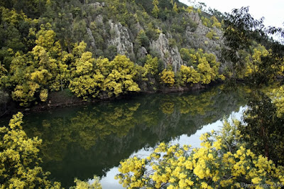 estradas - As melhores estradas para conduzir... em Portugal! Mondego%2Bmimosas