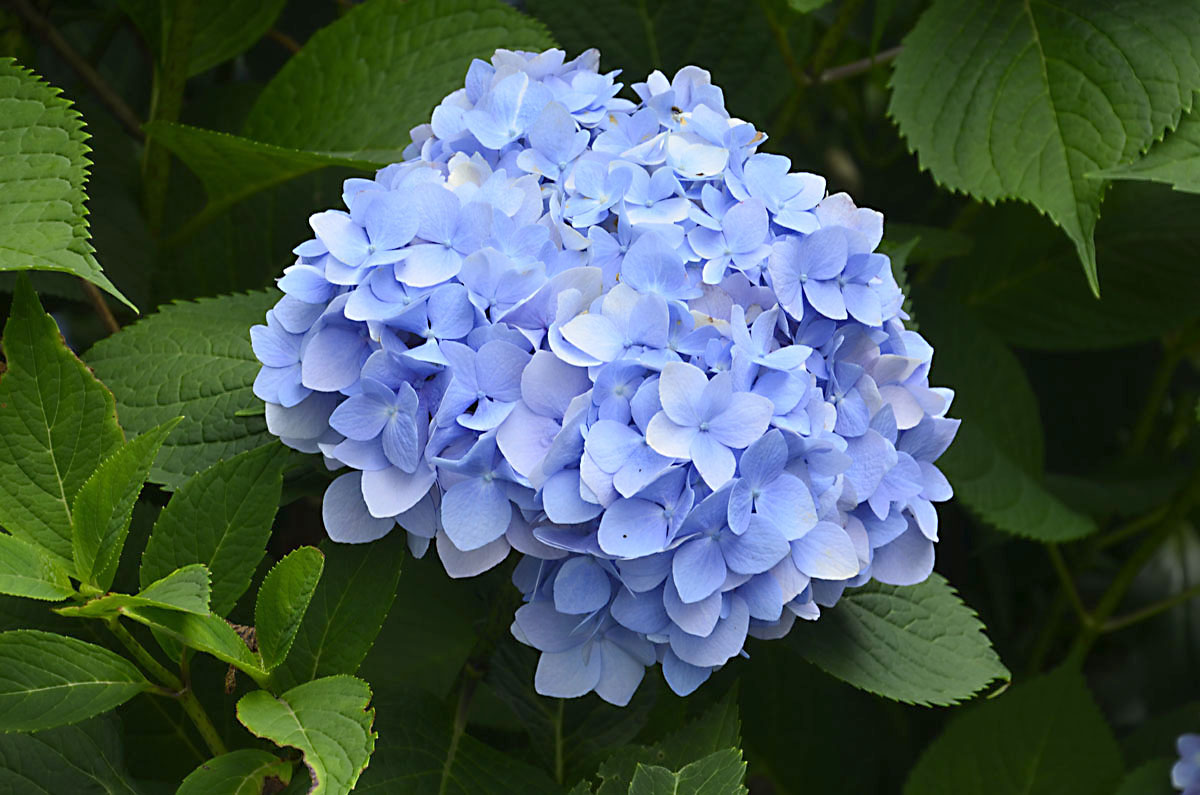 Fun With Photons: Mary Mary, How does your garden grow?