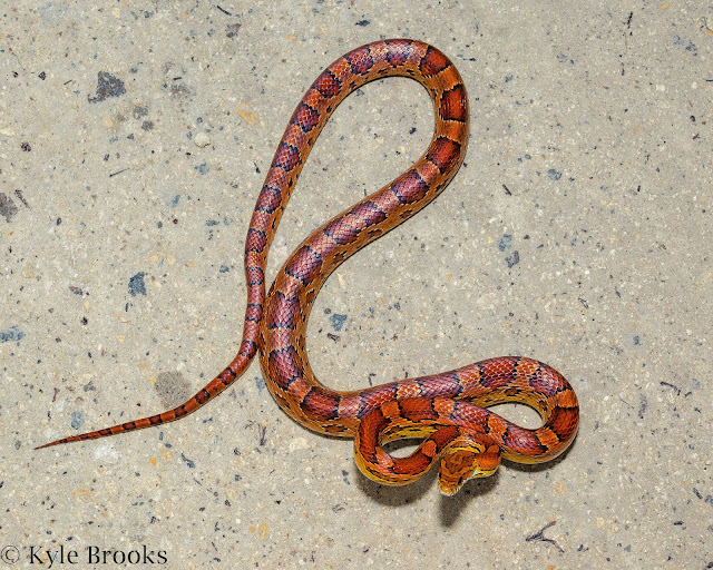 Ohio Nature An Exciting Snake on an Exciting Road