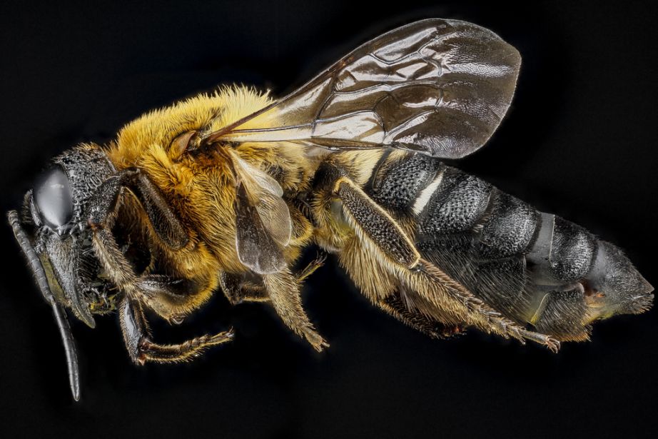 Megachile sculpturalis, female, Maryland