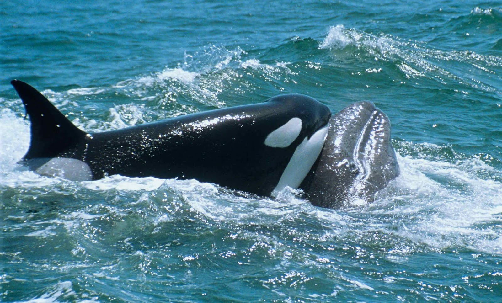 Há como fazer santuários onde orcas e belugas possam se retirar do