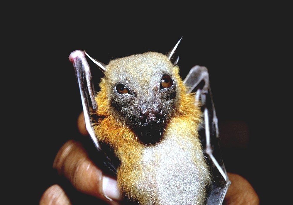 Lesser Shortnosed Fruit Bat Dog Faced Bats