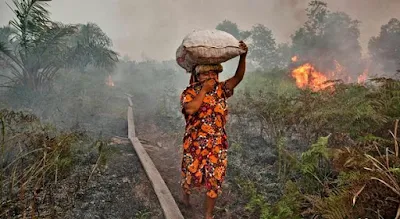 Kebakaran hutan di Indonesia - berbagaireviews.com