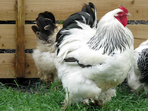 brahma chicken, brahma chickens, raising brahma chickens, caring brahma chickens, feeding brahma chickens, breeding brahma chickens, brahma chicken housing, how to raise brahma chickens, how to care for brahma chickens, guide for raising brahma chickens, brahma chicken farming, commercial brahma chicken farming, brahma chicken farming business, commercial brahma chicken farming business, how to start brahma chicken farming