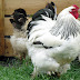 Asiatic Poultry Breeds