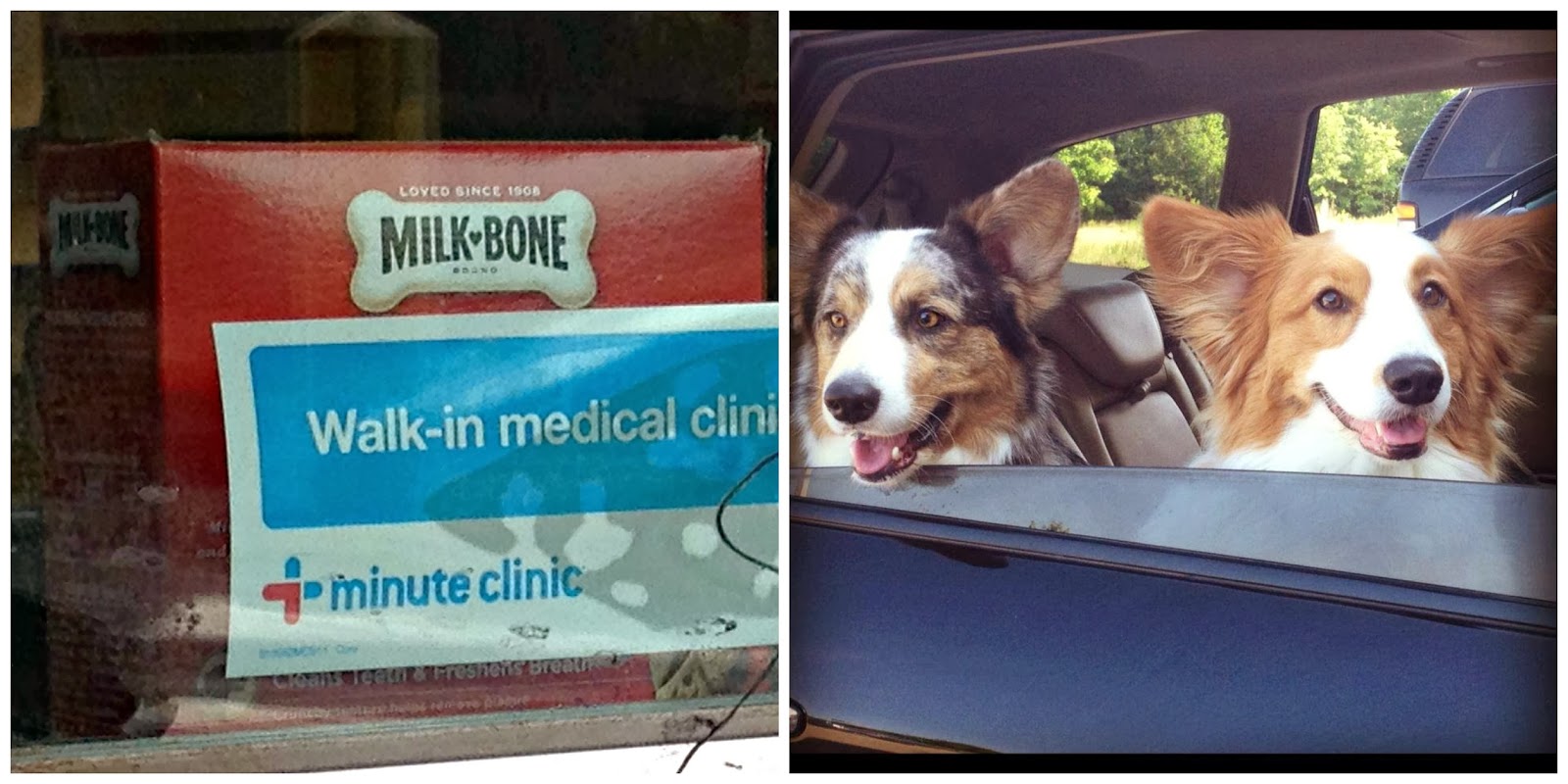 The Chronicles of Cardigan 9 Ways I'm Crazy About My Dogs A Photo