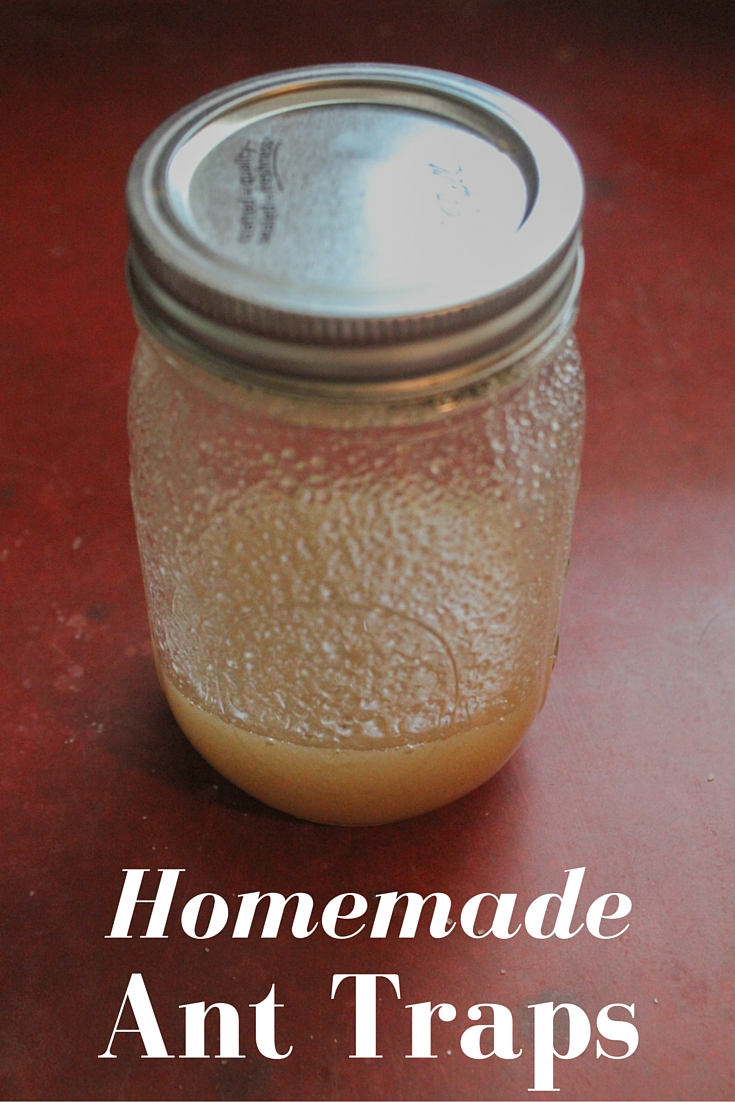 Homemade Ant Traps