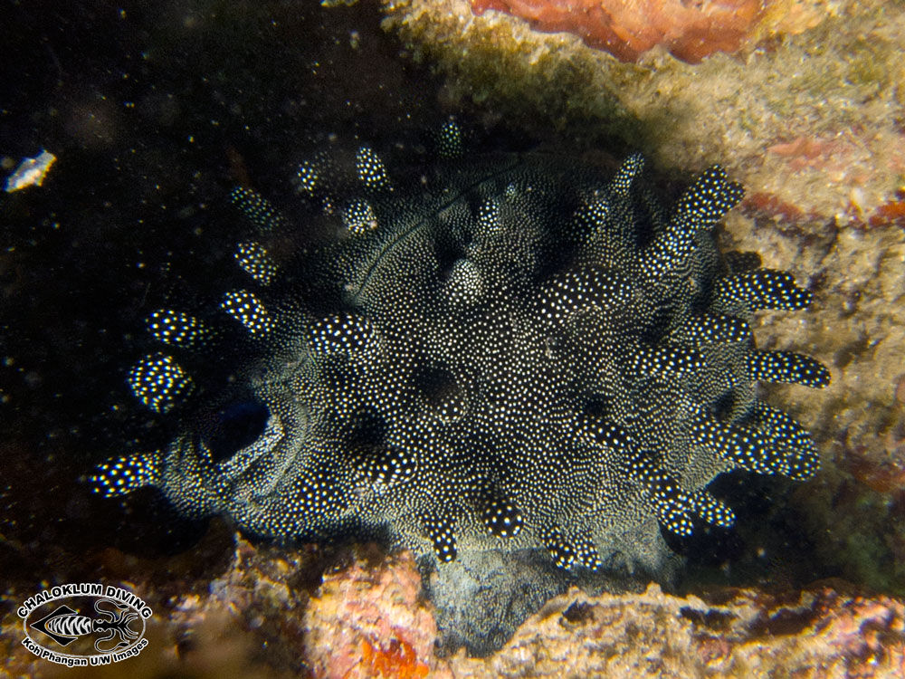 Real Monstrosities: Mole Cowry