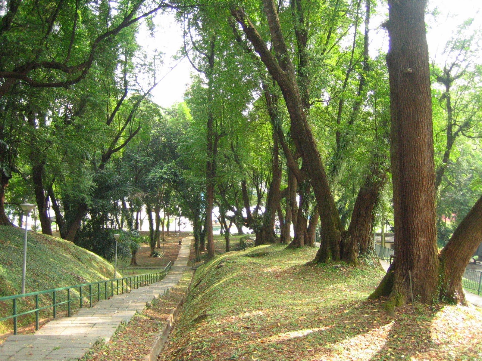 Singapore Sakura Tree A Nice Long Stretch of Tembusu Tree at Pearl's