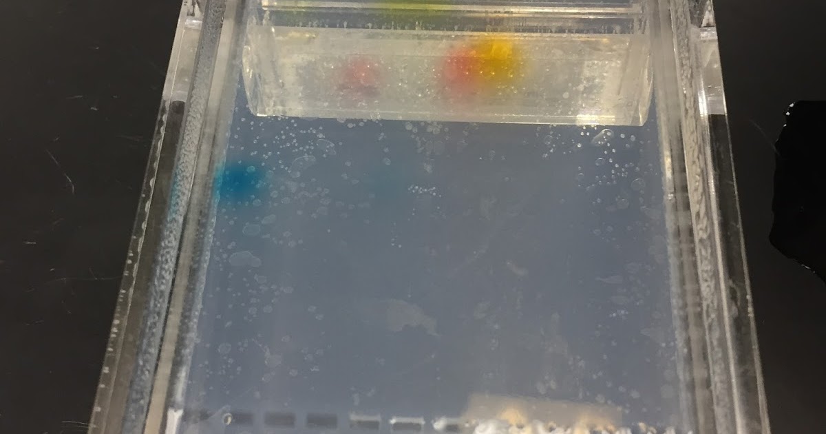 Baptiste's Biology Blog Candy Electrophoresis Lab