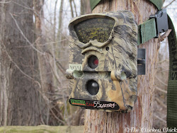 predator chicken chickens coyote tips coop proofing trail cam types night caught chick film cameras