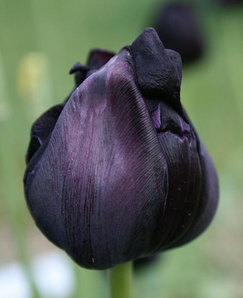 T h e | D e e p | M i d d l e: A Study of Black Tulips -- Photos