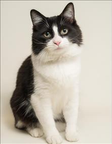Unrepentant Booger Cat Seeks Very Special Home Humane Society Silicon Valley