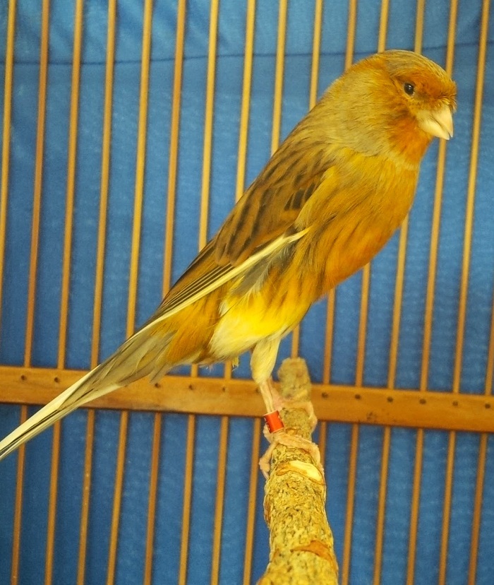 Perbedaan Kenari Yorkshire, Lokal, Dan Loper Kicau Burung