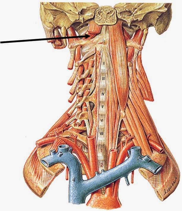 Anatomía y Fisiología Cabeza y Raquis